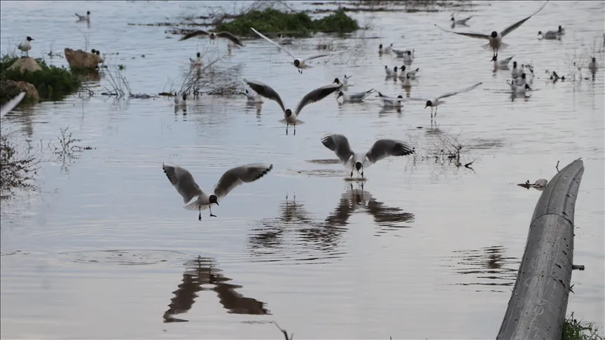 Le doublement du niveau d'eau du barrage de Çekerek Sürayyabey a réjoui les agriculteurs et les pêcheurs